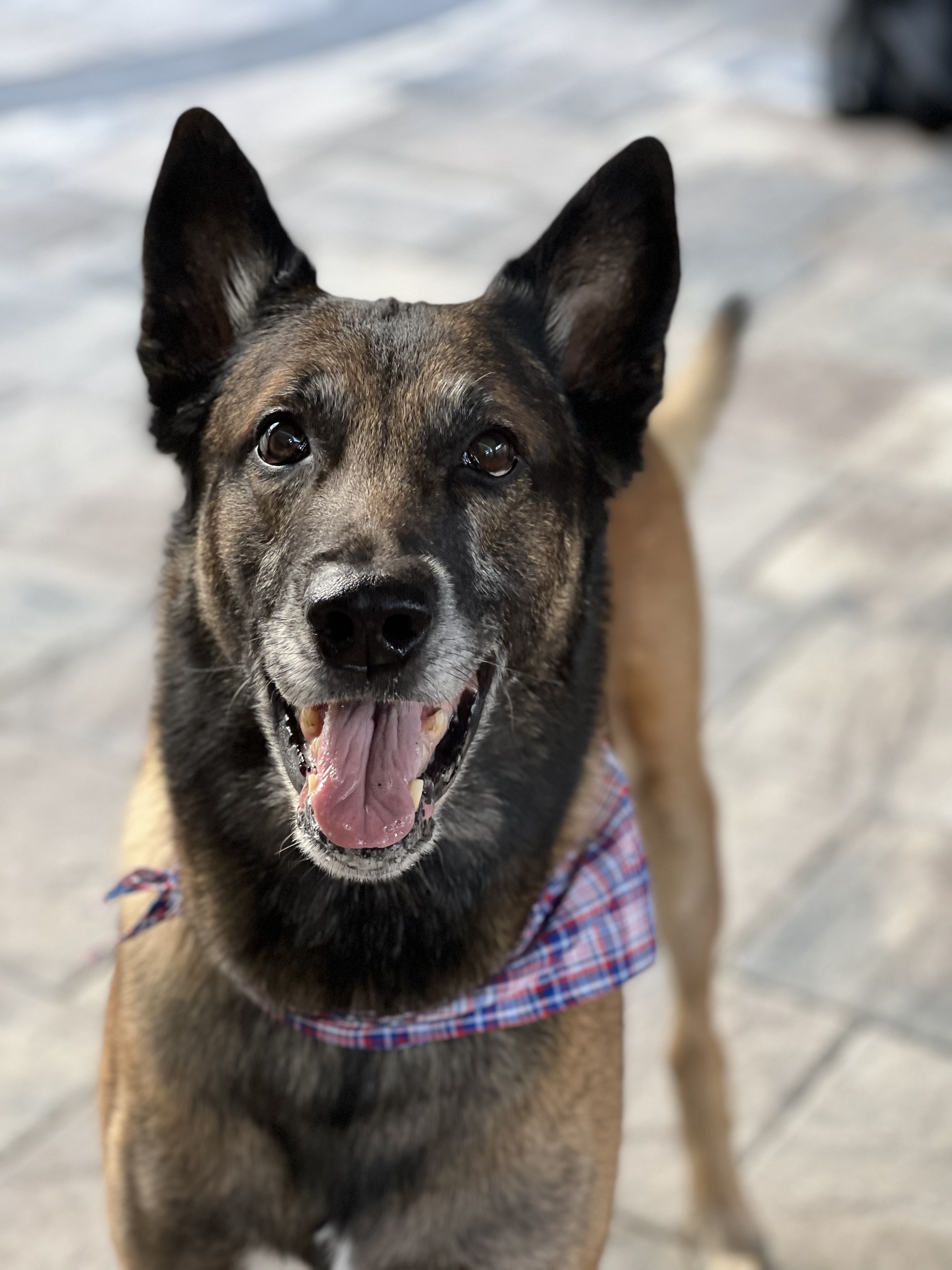 Retired Police Canine Foundation