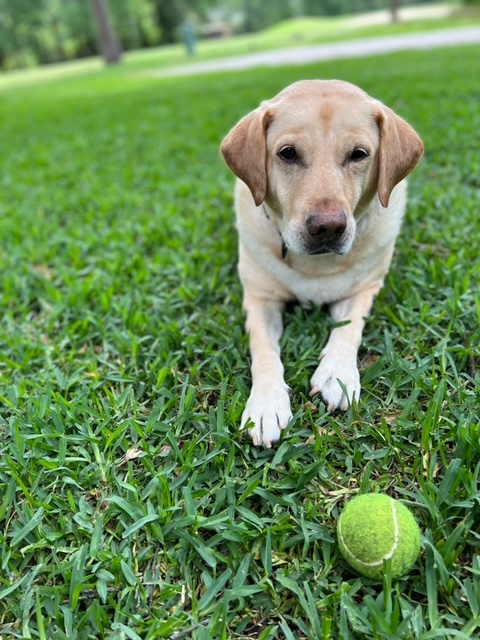 Retired Police Canine Foundation