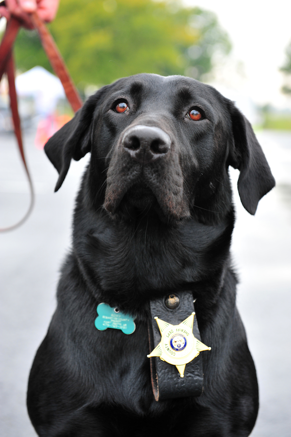 Police Labrador